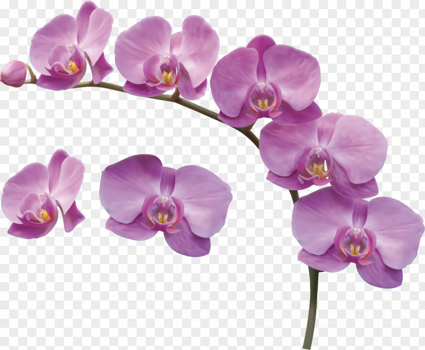 Orchids PNG