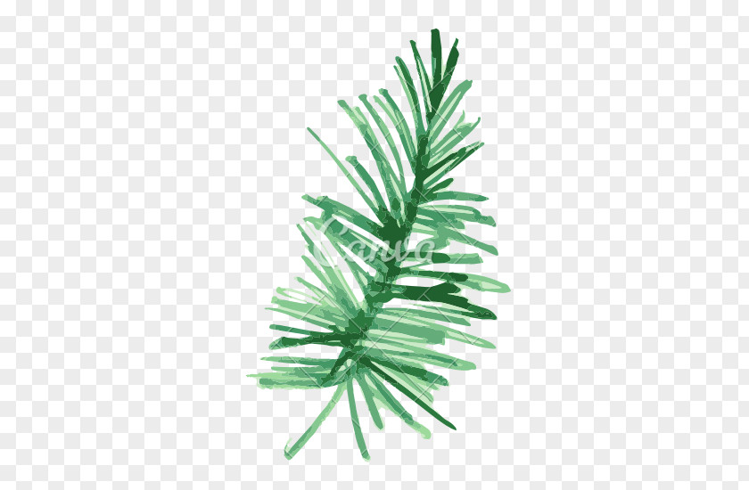Tropical Pine Fir Leaf Plant Watercolor Painting PNG