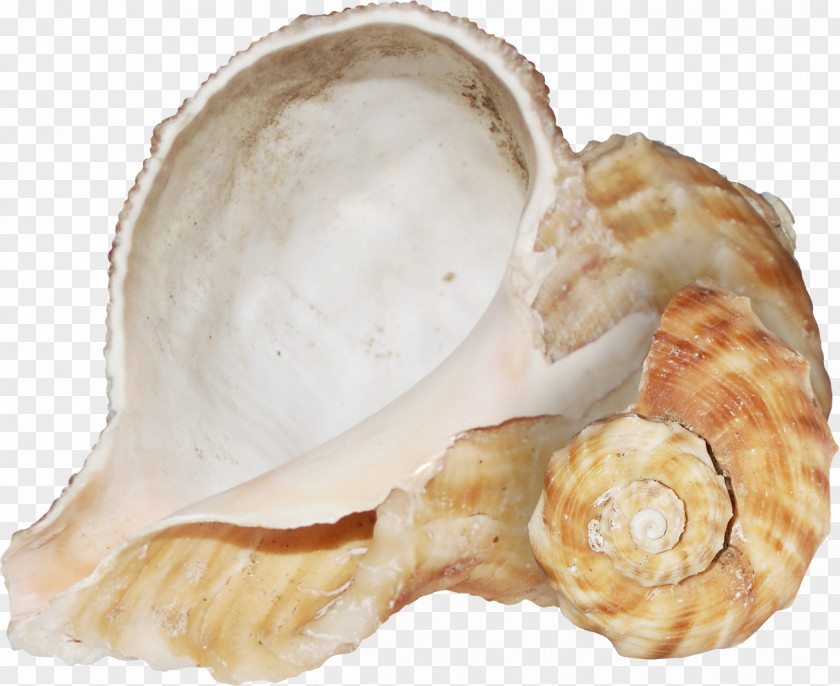 Brown Texture Conch Mapping PNG