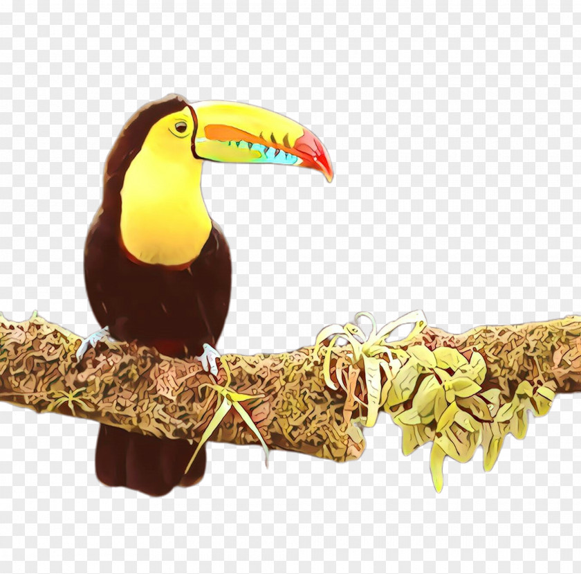 Hornbill Piciformes Bird Toucan Beak PNG