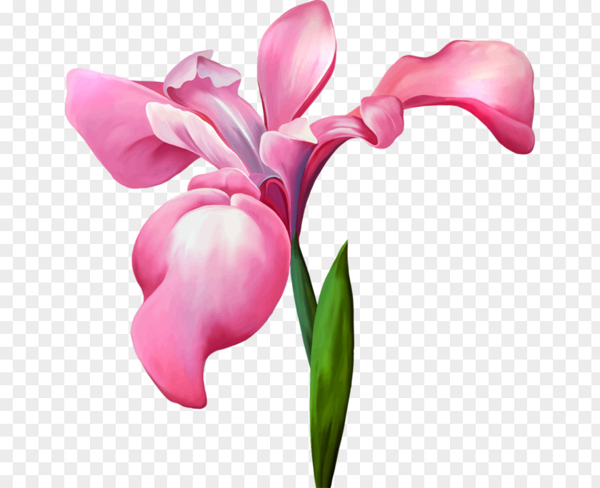 Lotus Iris Versicolor Flower Data Set Royalty-free Stock Illustration PNG
