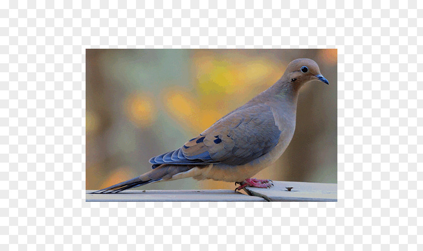 Stock Dove Columbidae Zenaida Doves Fauna Feather PNG