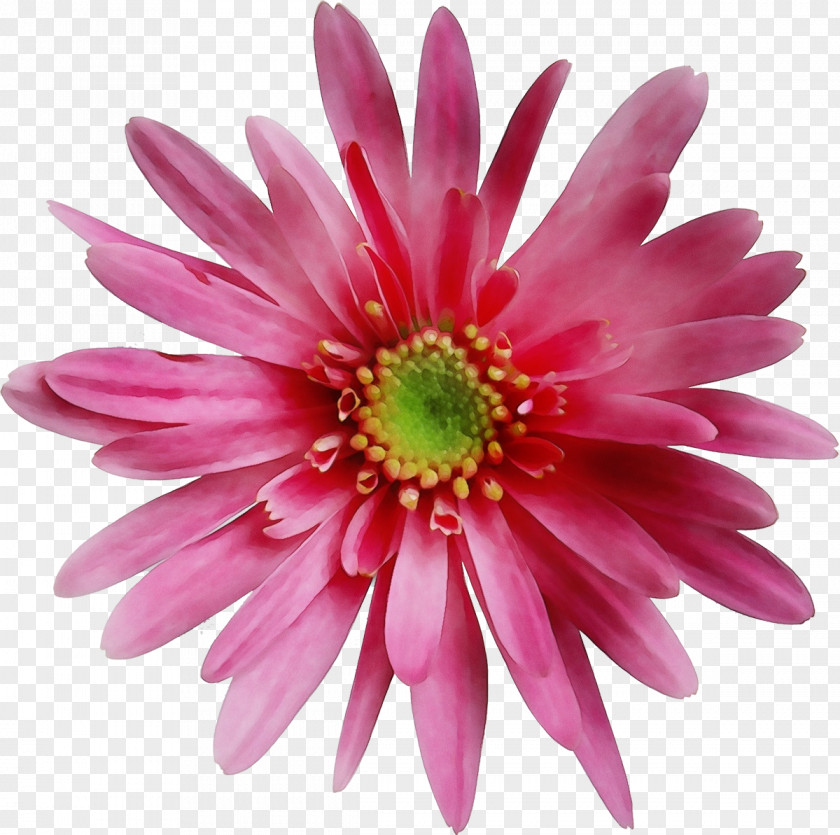 Gazania Daisy Family Flower Flowering Plant Barberton Petal Pink PNG