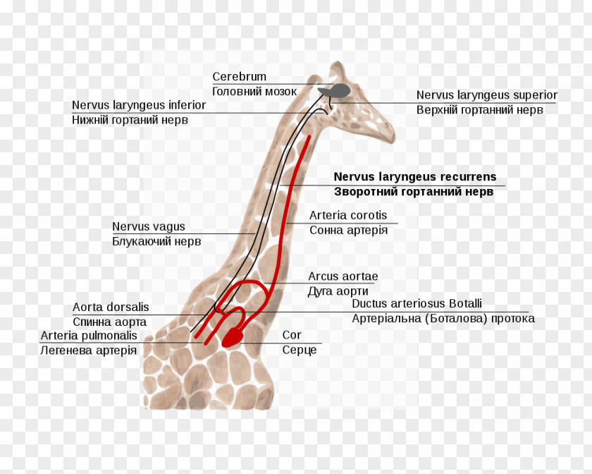 Giraffe Recurrent Laryngeal Nerve Superior Larynx PNG