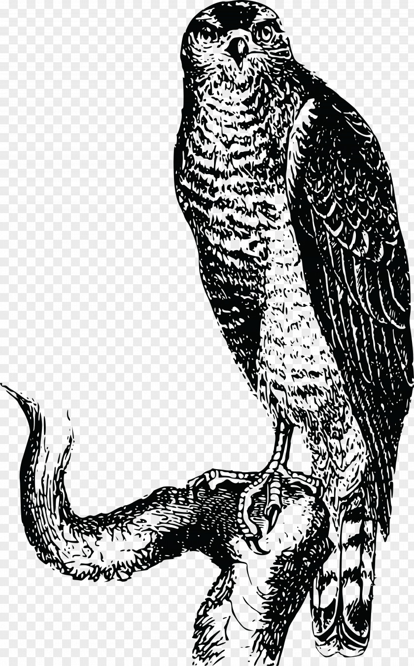 Hawk Owl Eagle Clip Art PNG