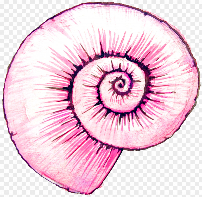 Pink Snail Shell Watercolor Painting Drawing PNG