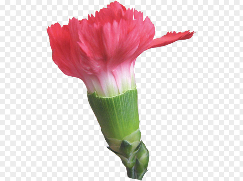 White Carnation Clip Art Image Adobe Photoshop PNG