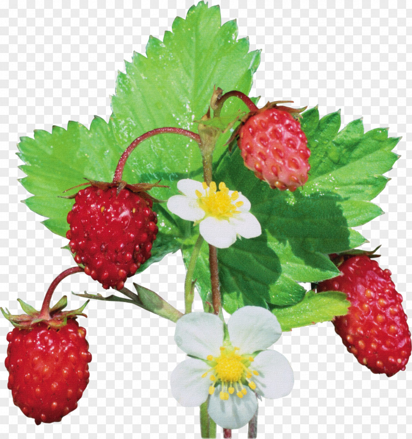 Berries Musk Strawberry Wild Fragaria Viridis PNG