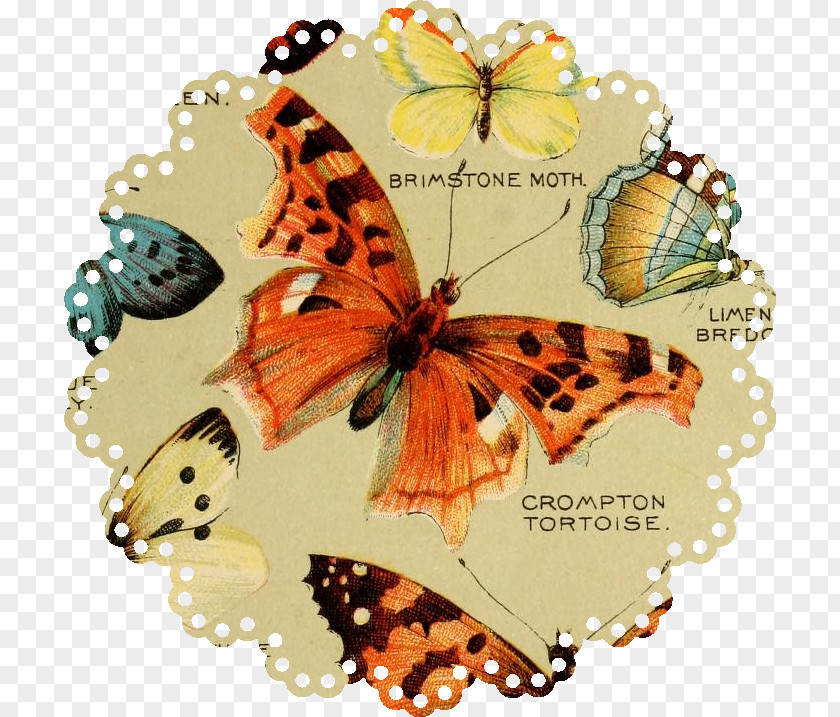 Butterfly Monarch Pieridae Insect Art PNG
