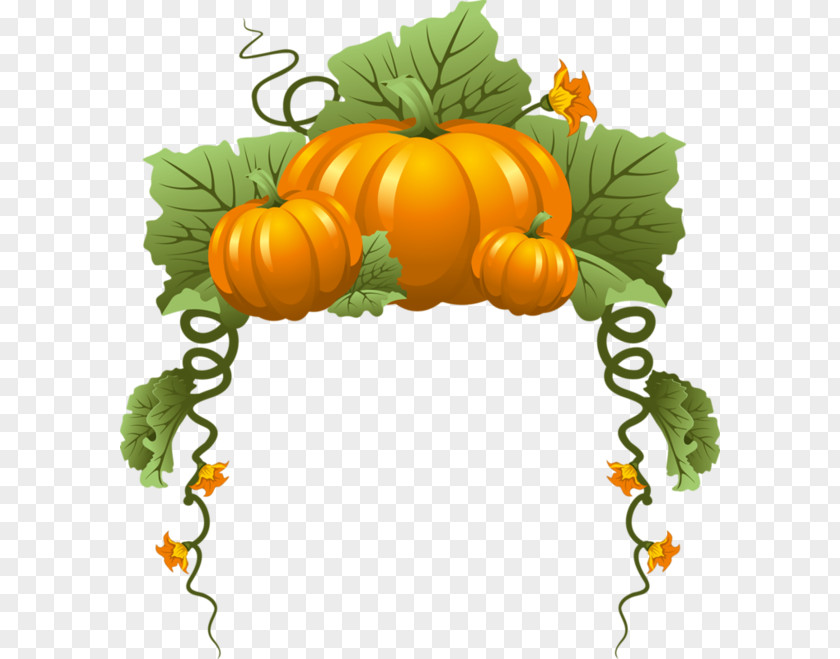 Pumpkin Vine Vegetable PNG