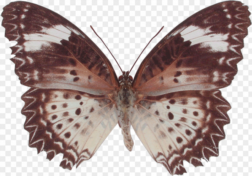 Butterfly Brush-footed Butterflies Moth Gossamer-winged Cethosia Cyane PNG