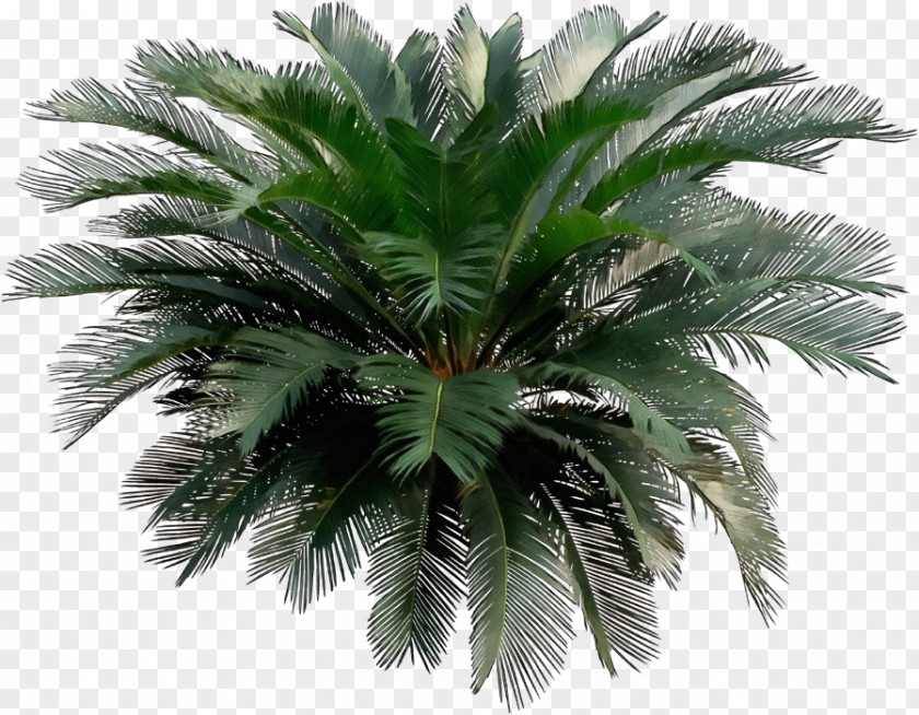 Elaeis Woody Plant Palm Tree PNG