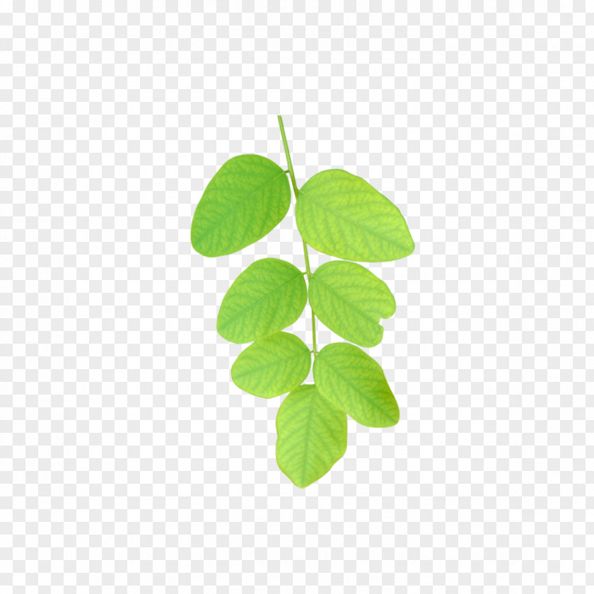 Leaves VIZITKA.GE Nature Simile Architectural Engineering Statute PNG