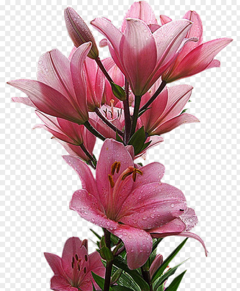 Rose Vines Flower Bouquet Birthday Desktop Wallpaper PNG