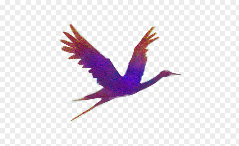 Tail Ibis Bird Wing PNG