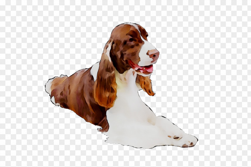 Welsh Springer Spaniel Basset Hound English Dog Breed Azawakh PNG