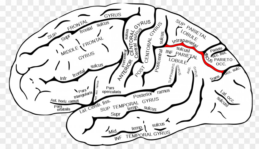 Brain Superior Temporal Sulcus Gyrus Middle Lobe PNG