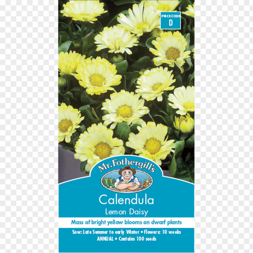 Chrysanthemum Calendula Officinalis Lemon Flower Seed PNG