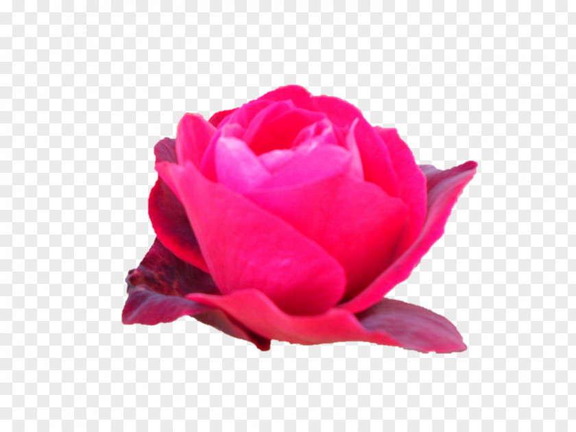Darshan Garden Roses Cabbage Rose China Floribunda Cut Flowers PNG