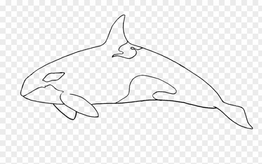 Dolphin Sketch Product Design Porpoise PNG