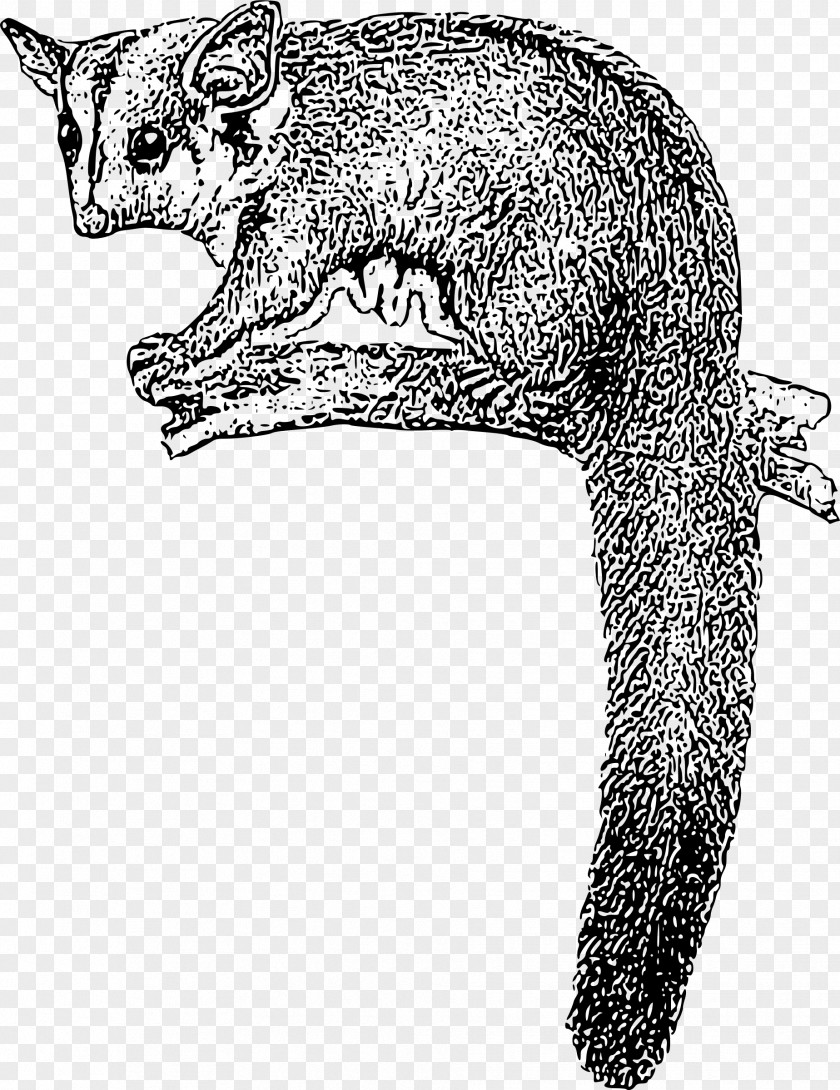 Squirrel Glider Sugar Carnivorous Animals Feathertail PNG