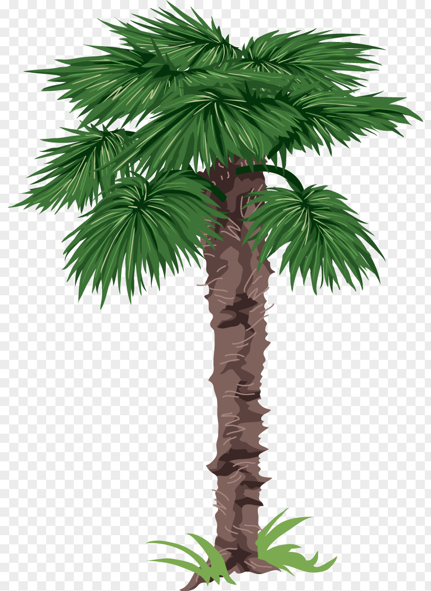 Tree Palm Trees Clip Art Crownshaft PNG