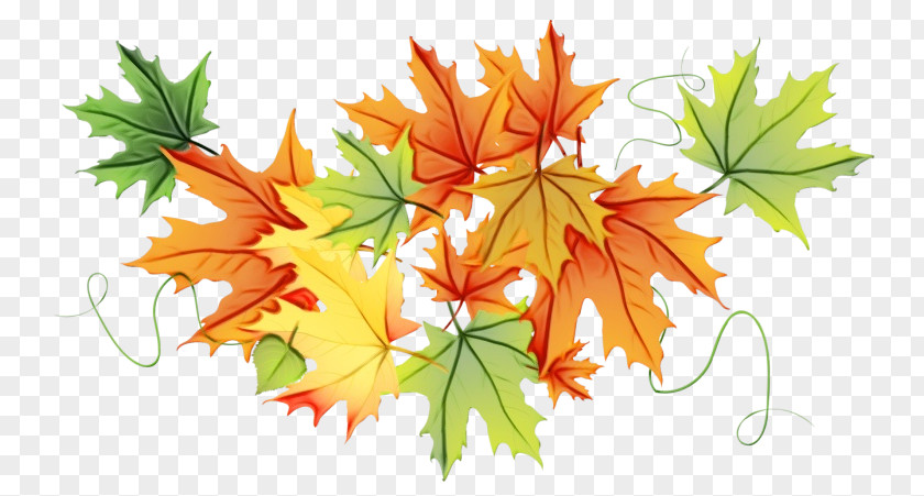 Autumn Flowering Plant Maple Leaf PNG