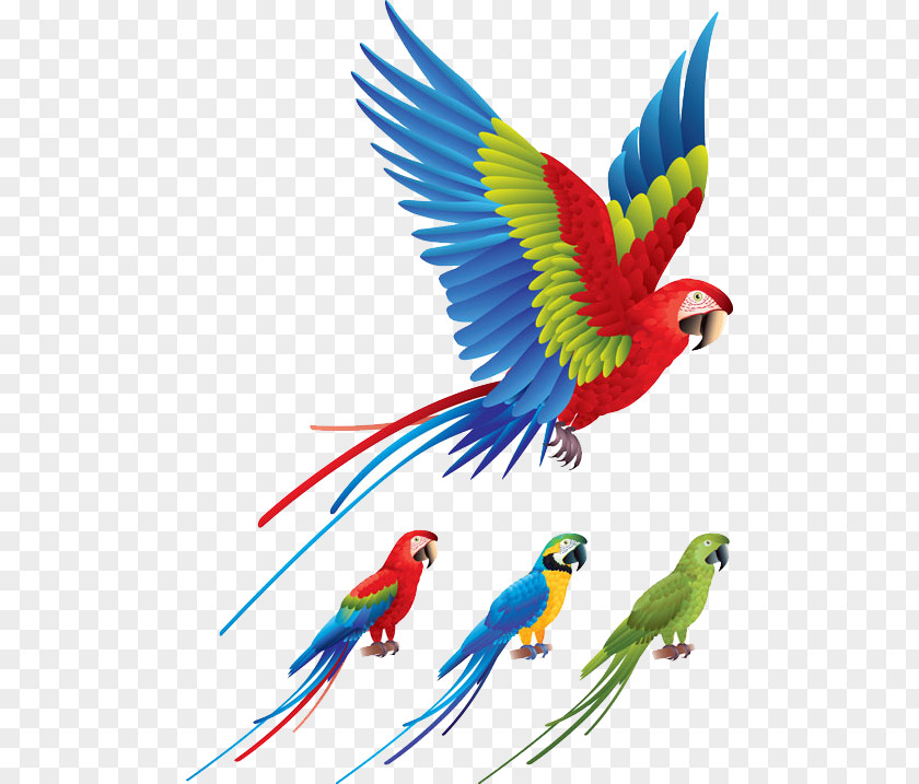 Colored Birds Flying Parrot Bird Red-and-green Macaw Clip Art PNG