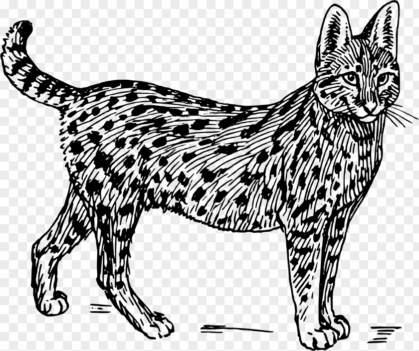 Colored Cat Wildcat Lion Serval Clip Art PNG