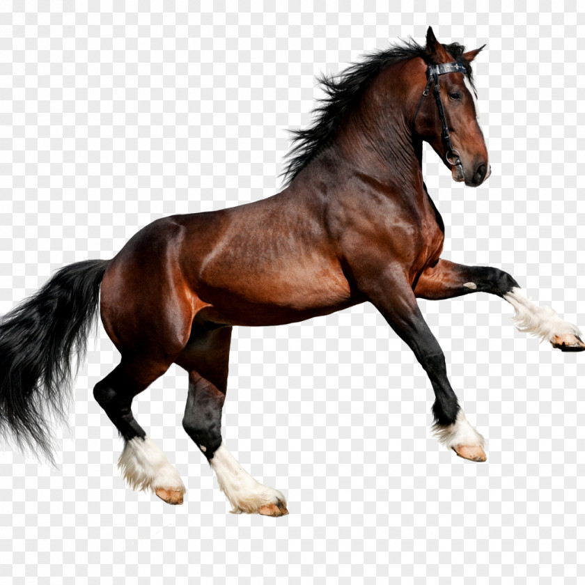 Hores Arabian Horse Friesian Canter And Gallop Clydesdale PNG
