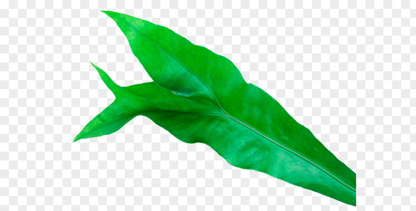 Leaf Plant Burknar Green Vascular Bundle PNG