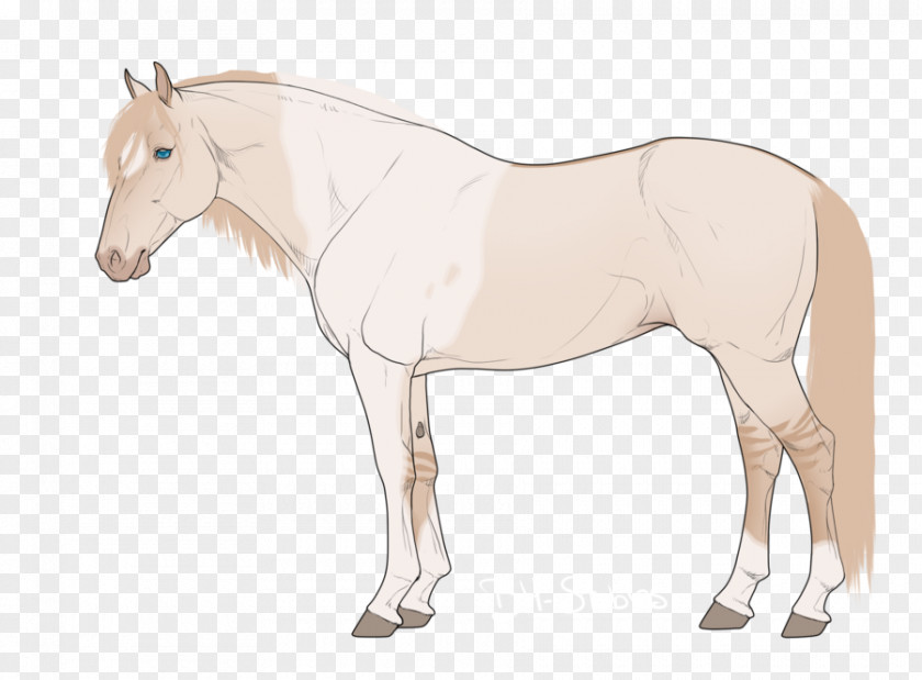 Mustang Foal Mare Stallion Rein PNG