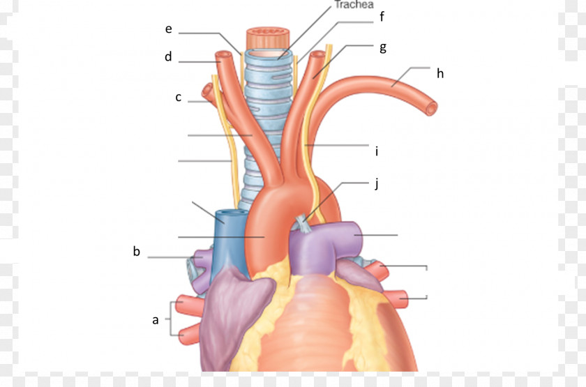 Recurrent Laryngeal Nerve Mediastinum Brachiocephalic Artery Anatomy Subclavian PNG