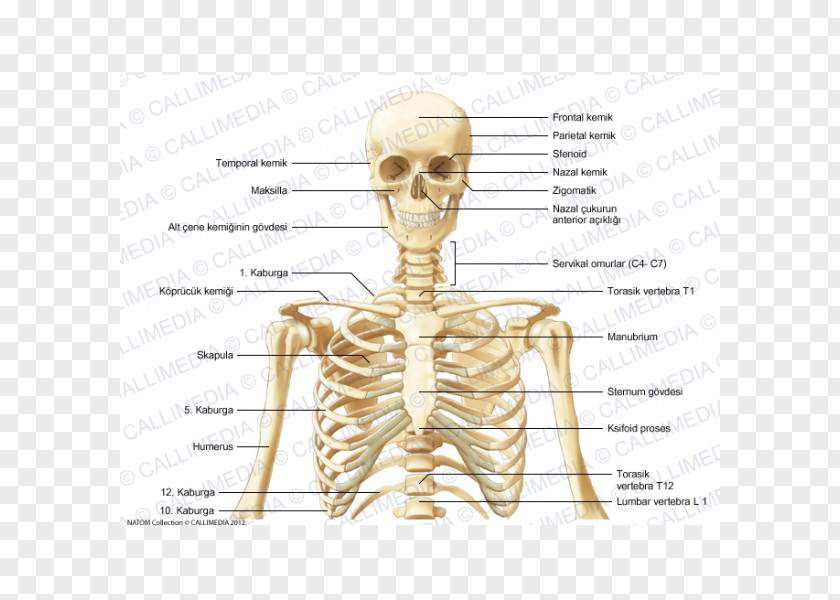 Skeleton Bone Human Anatomy Neck PNG