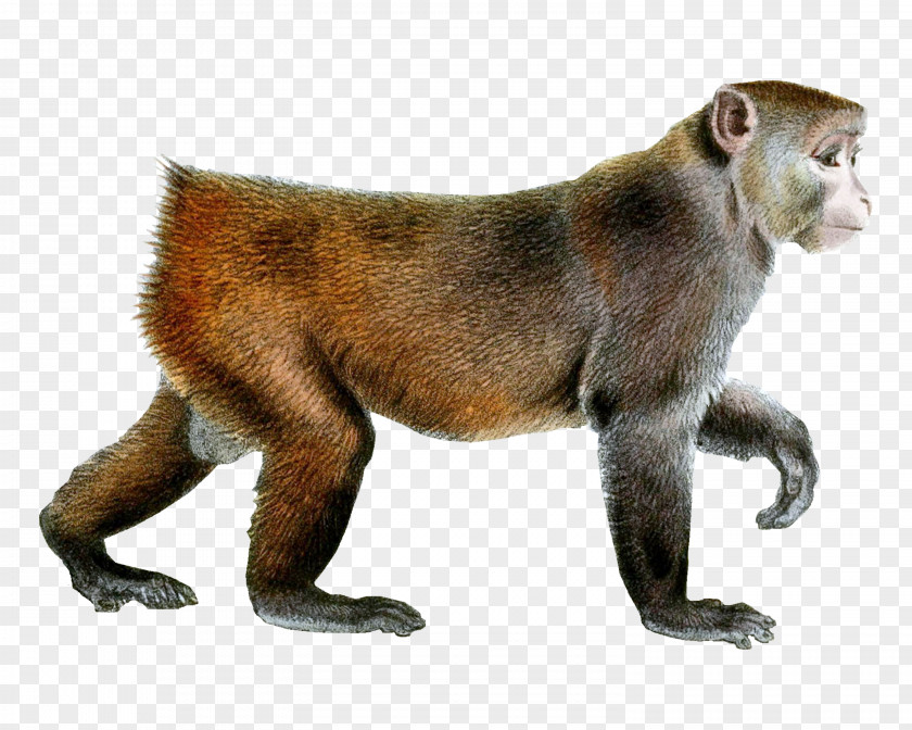Common Monkey Crossword Primate Rhesus Macaque Japanese Baby Monkeys Cercopithecidae PNG