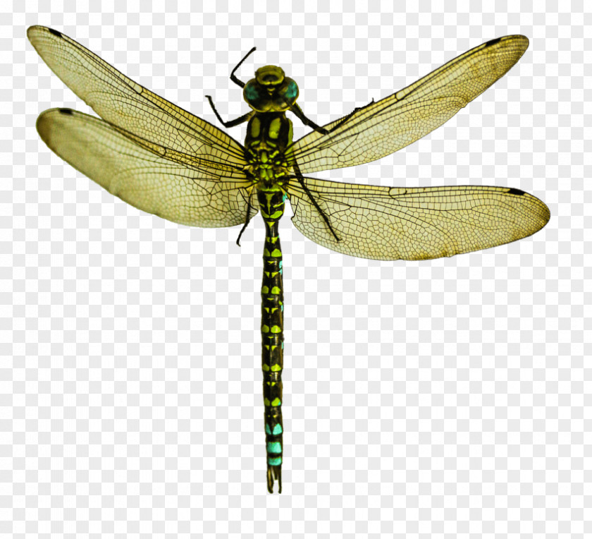 Insect Dragonfly Wings Transparency PNG