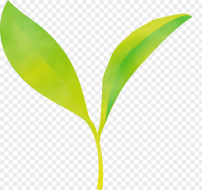 Leaf Flower Plant Lily Of The Valley Stem PNG