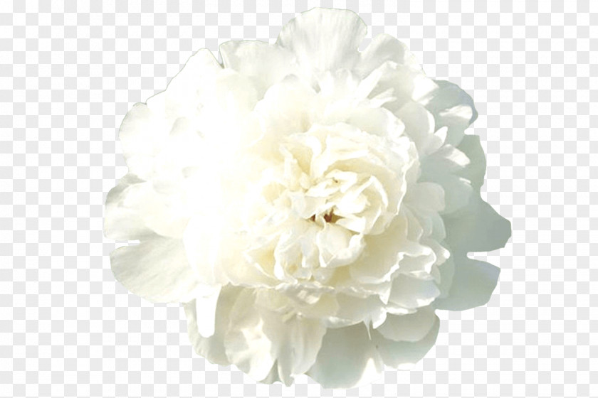 Peony Rose Cut Flowers Floral Design PNG