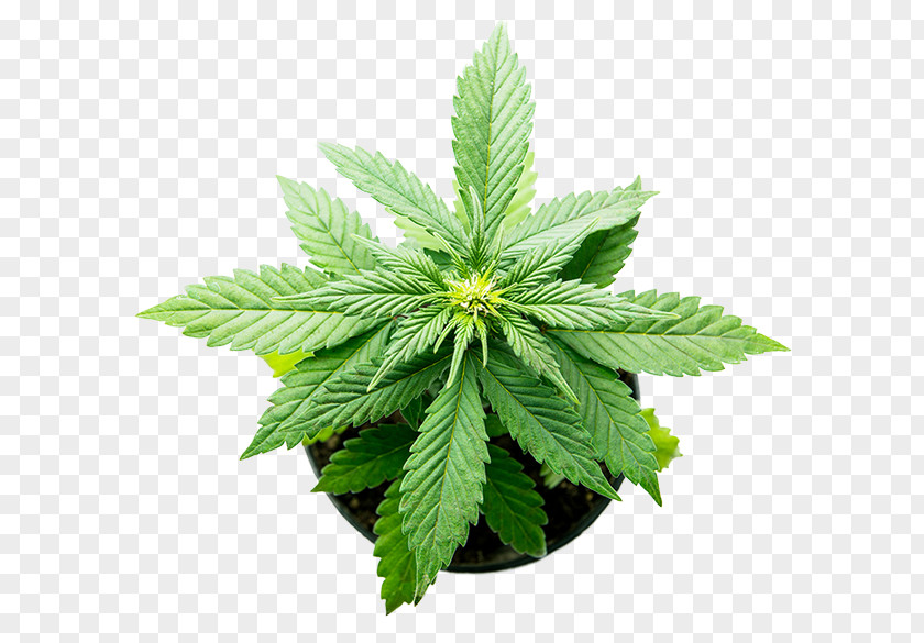 Pot Plant Hemp Medical Cannabis Cannabidiol PNG