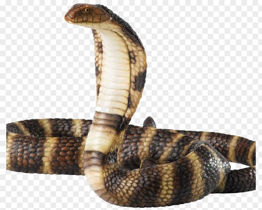 Snake Rattlesnake Cobra PNG