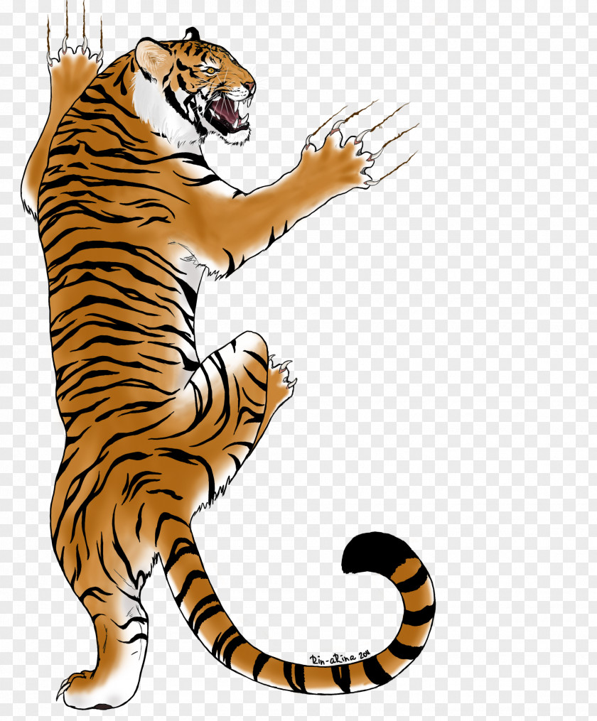 Tiger Big Cat Whiskers Wildlife PNG
