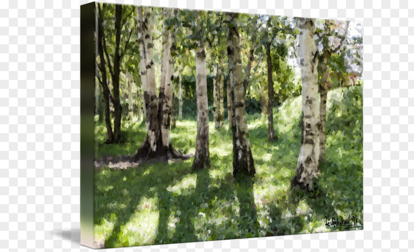 Botanical Garden Temperate Broadleaf And Mixed Forest Birch Woodland Landscape PNG