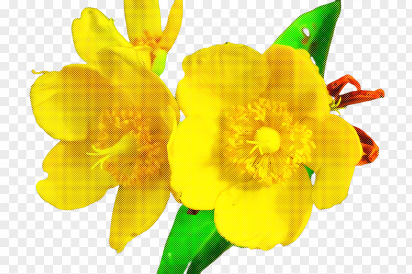 Freesia Herbaceous Plant Flower Yellow Petal Narcissus PNG