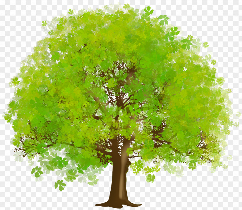 Large Green Tree Clipart Clip Art PNG