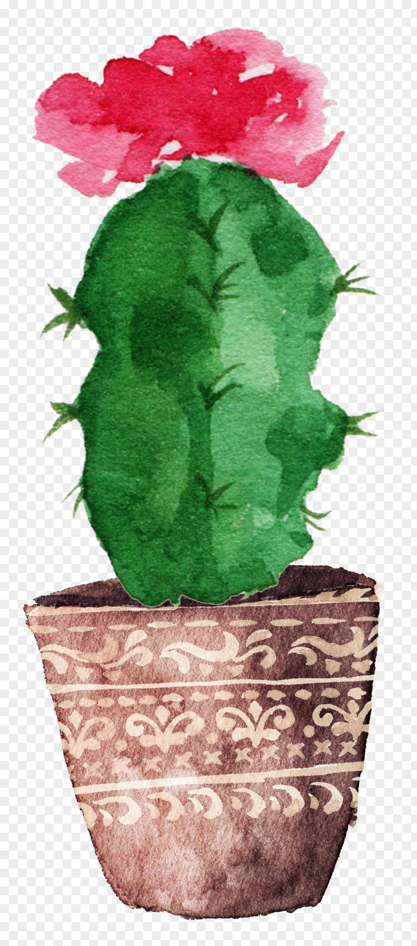 Prickly Pear Cactus Bloom Cactaceae Watercolor Painting Drawing Canvas PNG