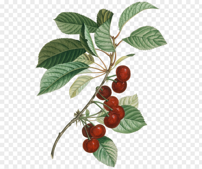 Yi Bao Pull Wine Sour Cherry Botany Botanical Illustration PNG