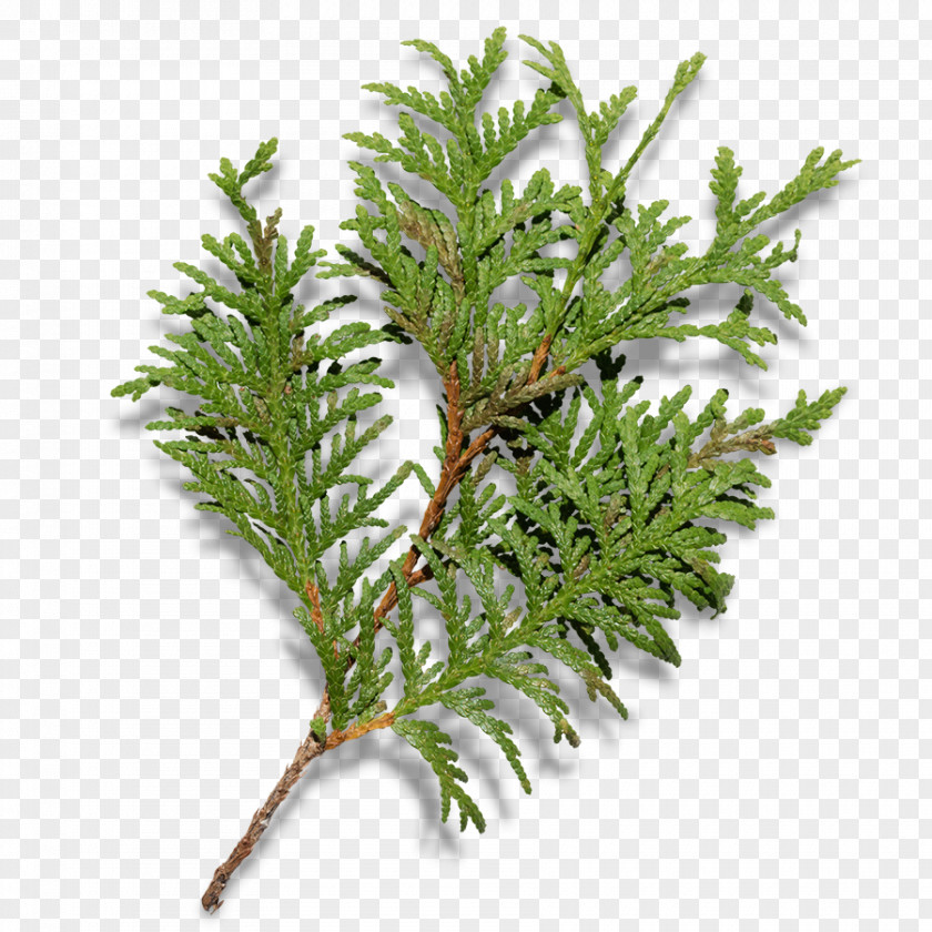 Christmas Tree Branches Fir Branch PNG