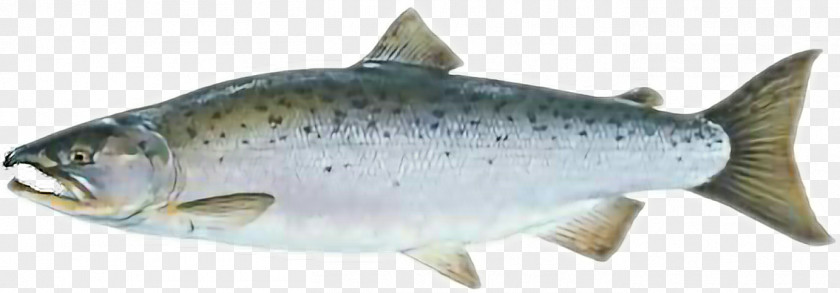 Fish Coho Salmon Chinook Rainbow Trout Sockeye PNG
