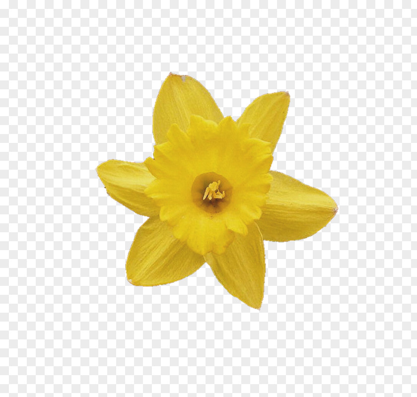 Flower Photography Daffodil Clip Art PNG