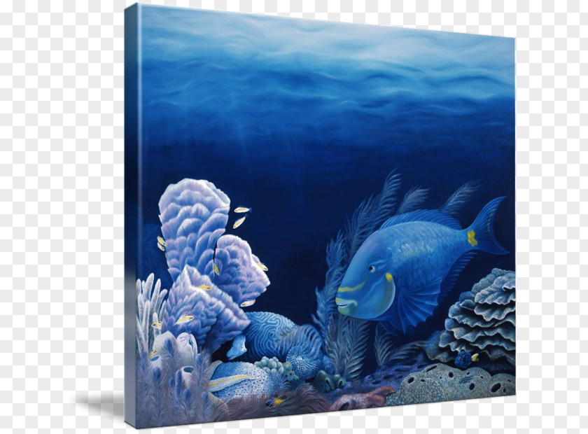 Marine Biology Lighthouse Reef Coral Fish PNG